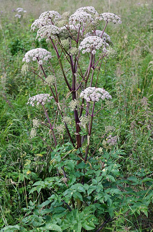 Wald-Engelwurz - Angelica Sylvestris - Pflanze (Christian Fischer, CC BY-SA 3.0, via Wikimedia Commons)