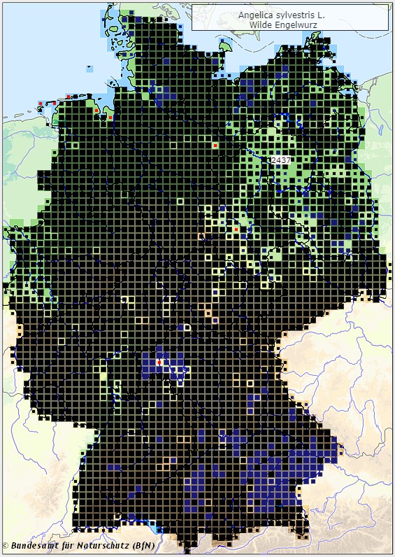 Wald-Engelwurz - Angelica sylvestris - Verbreitungsgebiet in Deutschland (Karte vom Bundesamt für Naturschutz, BfN, FloraWeb, abgerufen am 26.09.2022)