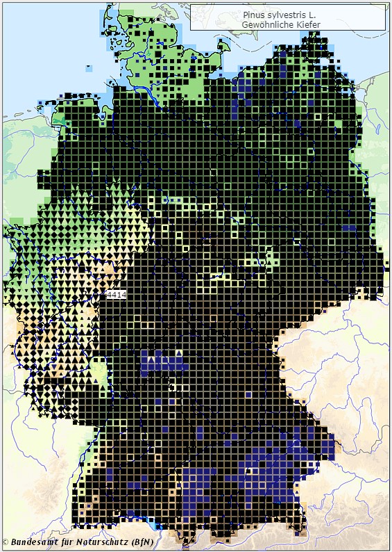 Waldkiefer - Pinus sylvestris - Verbreitungsgebiet in Deutschland (Karte vom Bundesamt für Naturschutz, BfN, FloraWeb, abgerufen am 26.09.2022)
