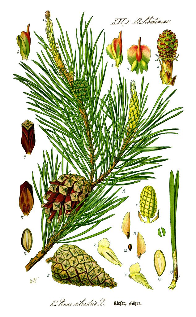 Waldkiefer - Pinus sylvestris - Zeichnung (floranet, Public domain, via Wikimedia Commons)