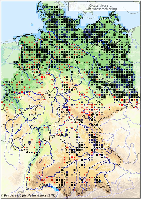 Wasserschierling - Cicuta virosa - Verbreitungsgebiet in Deutschland (Karte vom Bundesamt für Naturschutz, BfN, FloraWeb)