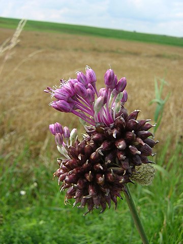 Weinberg-Lauch - Allium vineale - Blüte (Aroche als Autor wird angenommen (basierend auf den Rechteinhaber-Angaben)., CC BY-SA 3.0, via Wikimedia Commons)