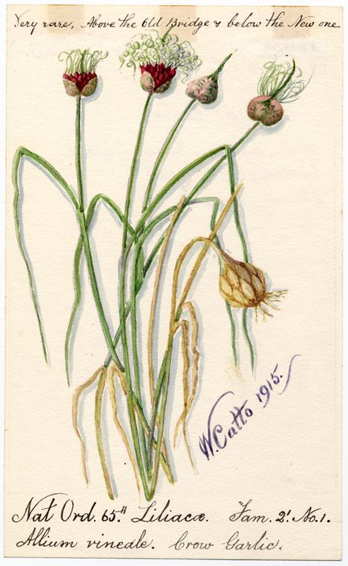Weinberg-Lauch - Allium vineale - Zeichnung (William Catto, Aberdeen Art Gallery, 1915, Public domain, via Wikimedia Commons)