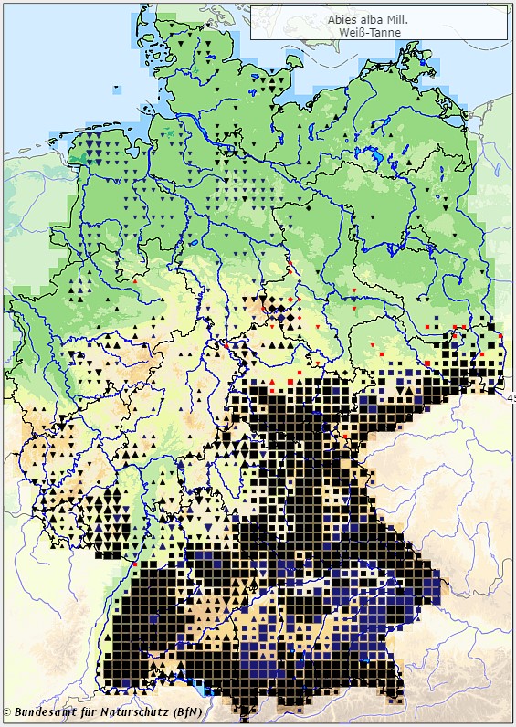 Weiß-Tanne - Abies alba - Verbreitungsgebiet in Deutschland (Karte vom Bundesamt für Naturschutz, BfN, FloraWeb, abgerufen am 26.09.2022)
