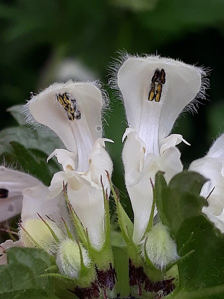 Weiße Taubnessel - Lamium album - Blüten (Karim Haddad, CC BY 4.0, via Wikimedia Commons)