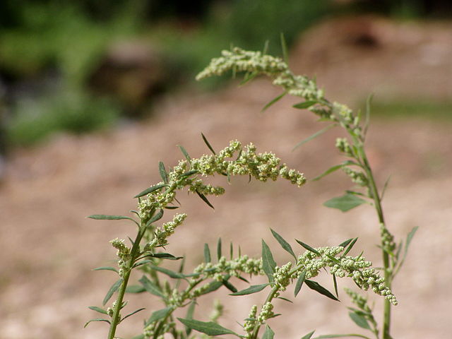 Weißer Gänsefuß - Chenopodium album- Blüten (Júlio Reis (User:Tintazul), CC BY-SA 2.5, via Wikimedia Commons)