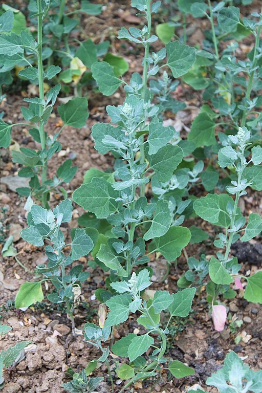 Weißer Gänsefuß - Chenopodium album - Pflanze (Zidat, CC BY-SA 4.0, via Wikimedia Commons)