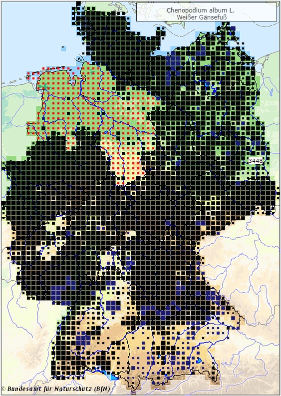 Weißer Gänsefuß - Chenopodium album - Verbreitungsgebiet in Deutschland (Karte vom Bundesamt für Naturschutz, BfN, FloraWeb, abgerufen am 26.09.2022)