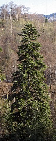 Weißtanne - Abies alba - Pflanze (Orjen, CC BY-SA 3.0, via Wikimedia Commons)