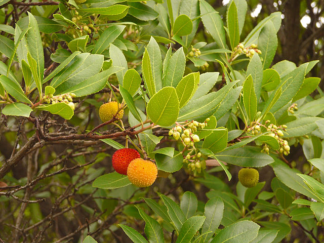 Westlicher Erdbeerbaum - Arbutus unedo - Aste mit Früchten und Blüten (Ökologix, CC0, via Wikimedia Commons9