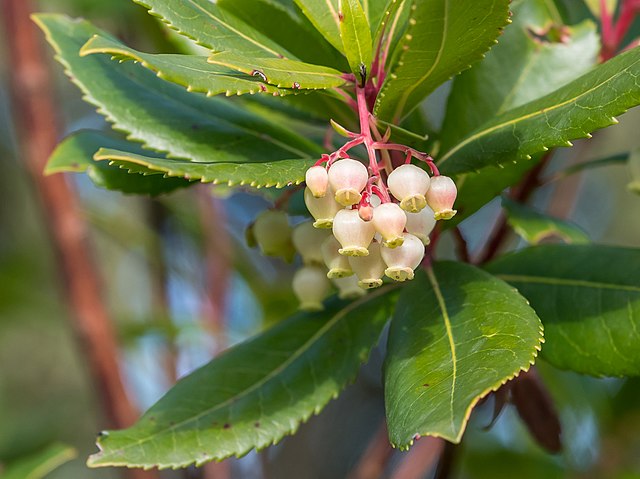Westlicher Erdbeerbaum - Arbutus unedo - Blüten und Blätter 8Basotxerri, CC BY-SA 4.0, via Wikimedia Commons9