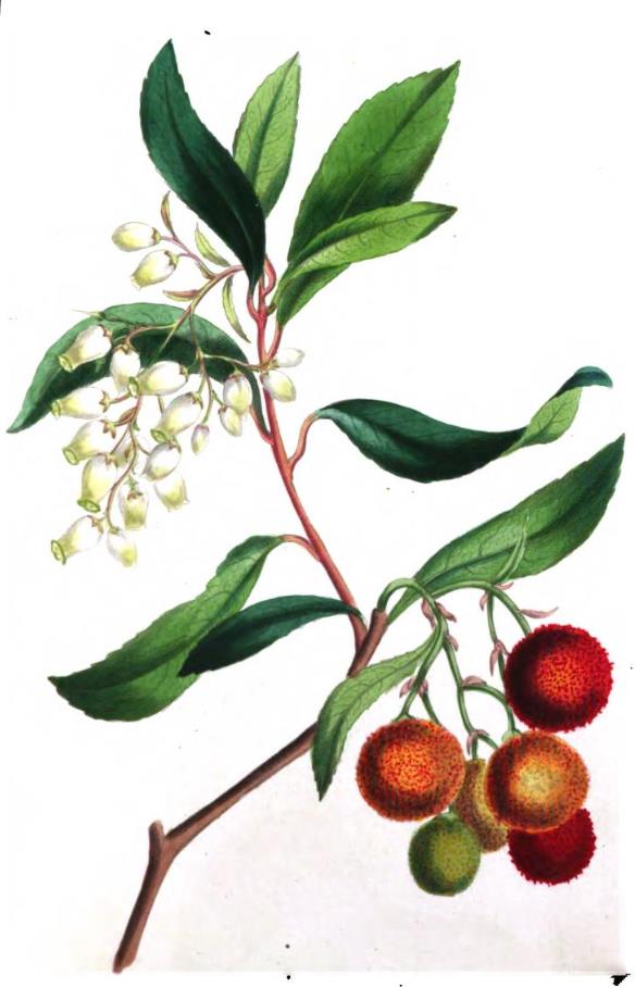 Westlicher Erdbeerbaum - Arbutus unedo - Zeichnung (Louisa Anne Meredith, The Romance of Nature or The flower-seasons illustrated, Plate XXVII Arbutus unedo, London, 1836, https://archive.org/details/TheRomanceOfNature/page/n27/mode/2up )