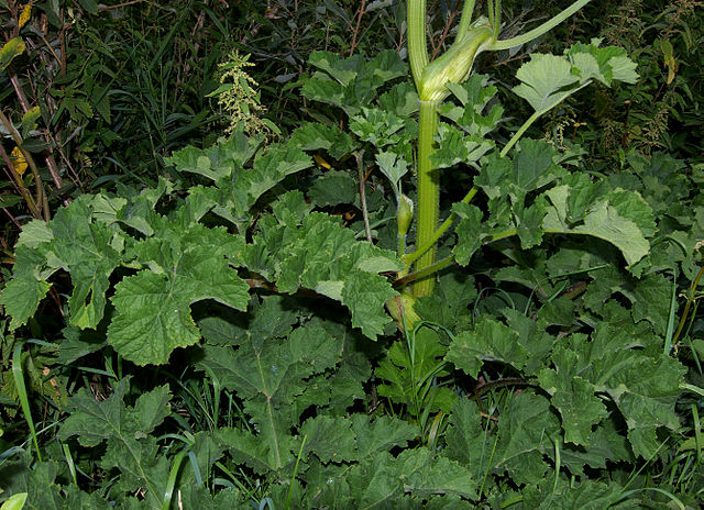 Wiesen-Bärenklau - Heracleum Sphondylium - Pflanzen (Christian Fischer, CC BY-SA 3.0, via Wikimedia Commons)