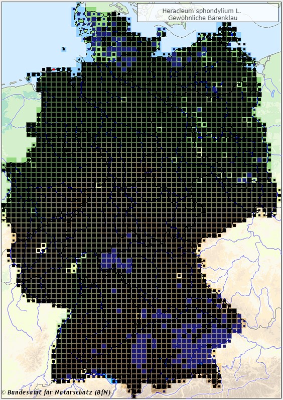 Wiesen-Bärenklau - Heracleum shpondylium - Verbreitungsgebiet in Deutschland (Karte vom Bundesamt für Naturschutz, BfN, FloraWeb, abgerufen am 26.09.2022)
