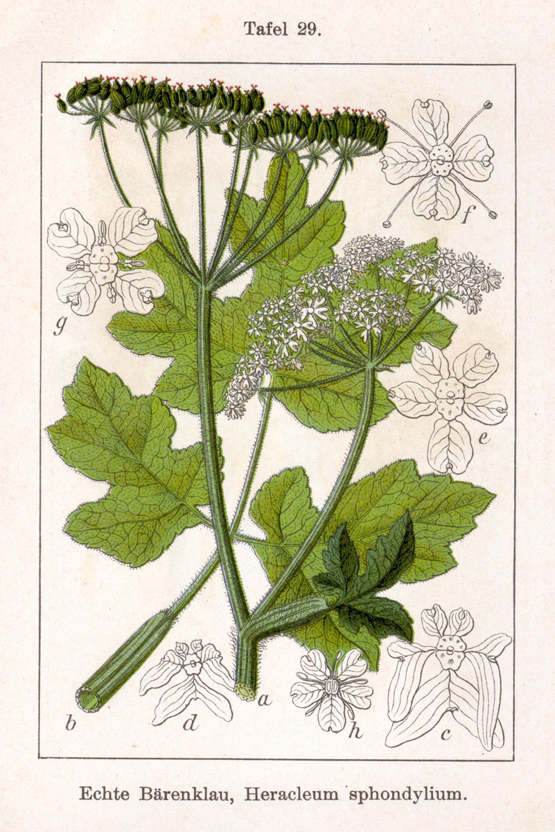 Wiesen-Bärenklau - Heracleum sphondylium - Zeichnung (Johann Georg Sturm (Painter: Jacob Sturm), Public domain, via Wikimedia Commons)