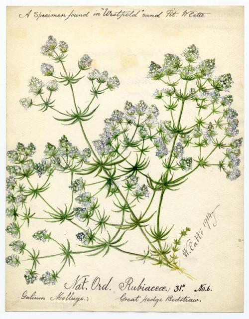 Wiesen-Labkraut - Galium mollugo - Aquarell (William Catto, 1914, Aberdeen Art Gallery, Public domain, via Wikimedia Commons)