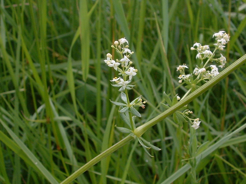 Wiesen-Labkraut - Galium mollugo - Blüten am Stengel (Haux, Public domain, via Wikimedia Commons)