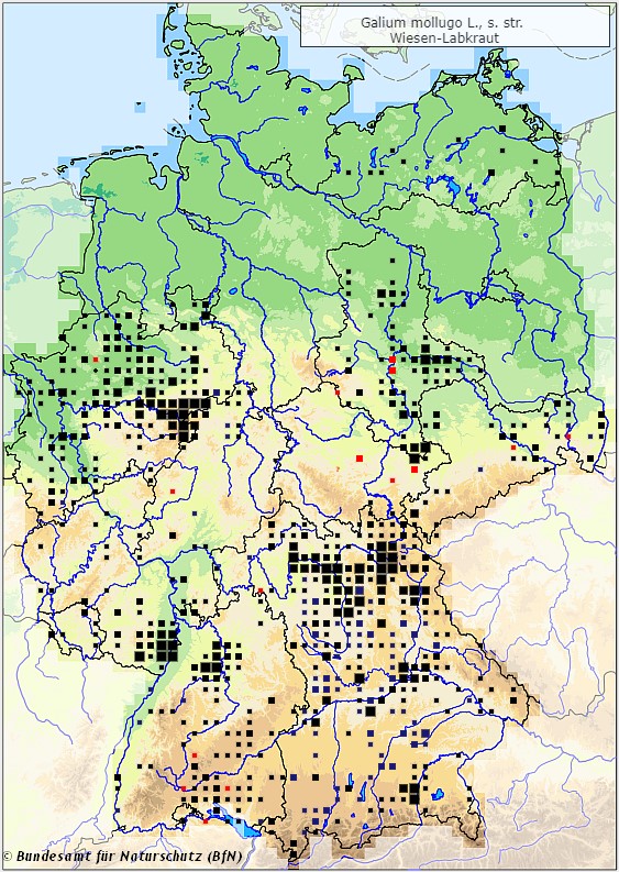 Wiesen-Labkraut - Galium mollugo - Verbreitungsgebiet in Deutschland (Karte vom Bundesamt für Naturschutz, BfN, FloraWeb, abgerufen am 325.09.2022)