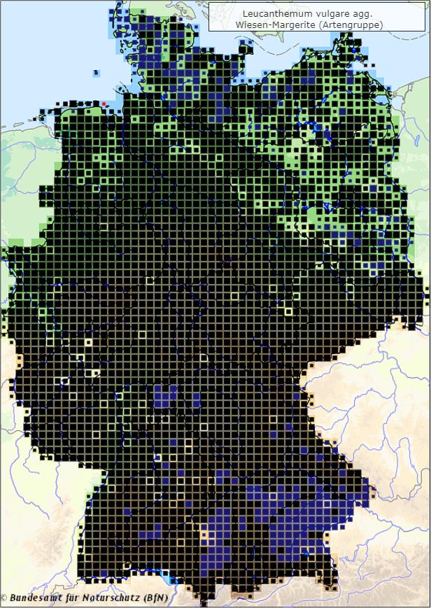 Wiesen-Margerite - Leucanthemum vulgare - Verbreitungsgebiet in Deutschland (Karte vom Bundesamt für Naturschutz, BfN, FloraWeb, abgerufen am 30.09.2022)