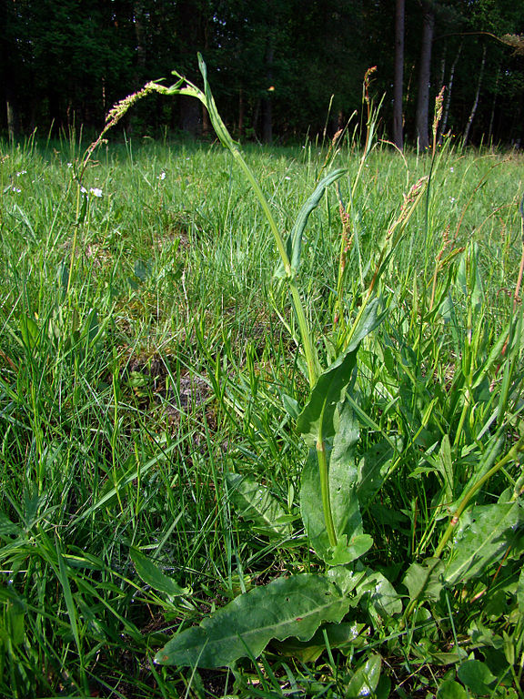 Wiesen-Sauerampfer - Rumex acetosa - Pflanze (Hajotthu, CC BY-SA 3.0, via Wikimedia Commons)