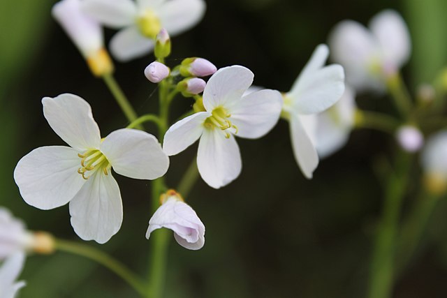 Wiesen-Schaumkraut - Cardamine pratensis - Blüten (Daniel Ballmer, CC BY-SA 4.0, via Wikimedia Commons)