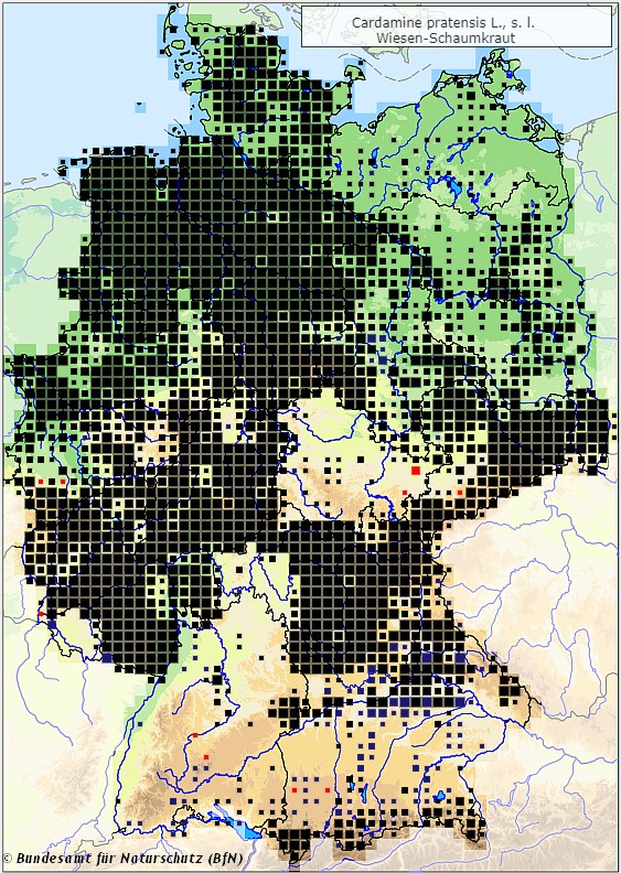 Wiesen-Schaumkraut - Cardamine pratensis - Verbreitungsgebiet in Deutschland (Karte vom Bundesamt für Naturschutz, BfN, FloraWeb, abgerufen am 26.09.2022)
