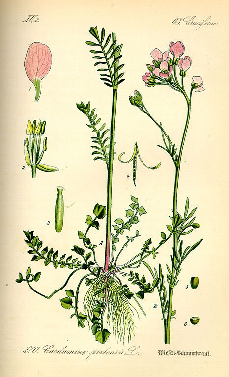 Wiesen-Schaumkraut - Cardamine pratensis - Zeichnung (Prof. Dr. Otto Wilhelm Thomé Flora von Deutschland, Österreich und der Schweiz 1885, Gera, Germany, via Wikimedia Commons)