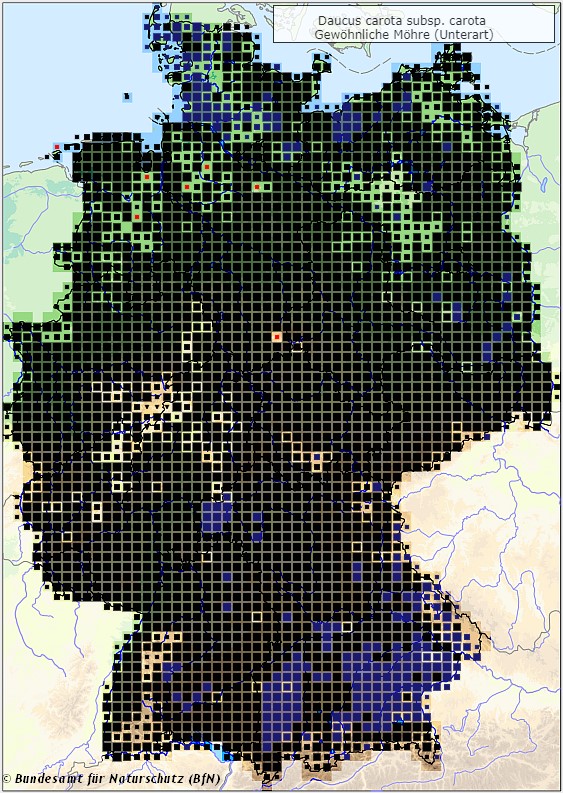 Wilde Möhre - Daucus carota subsp. carota - Verbreitungsgebiet in Deutschland (Karte vom Bundesamt für Naturschutz, BfN, FloraWeb, abgerufen am 26.09.2022)