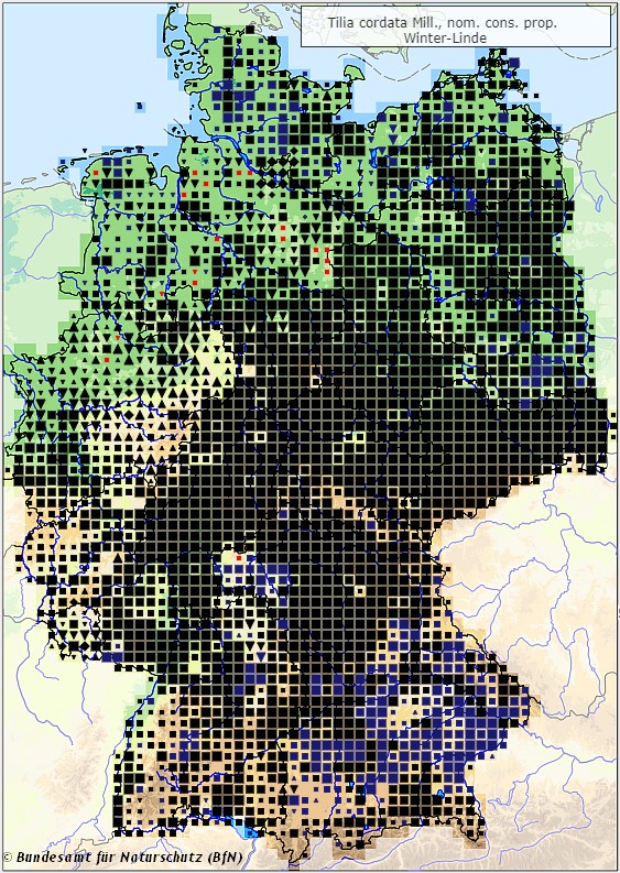 Winterlinde - Tilia cordata - Verbreitungsgebiet in Deutschland (Karte vom Bundesamt für Naturschutz, BfN, FloraWeb, abgerufen am 26.09.2022)