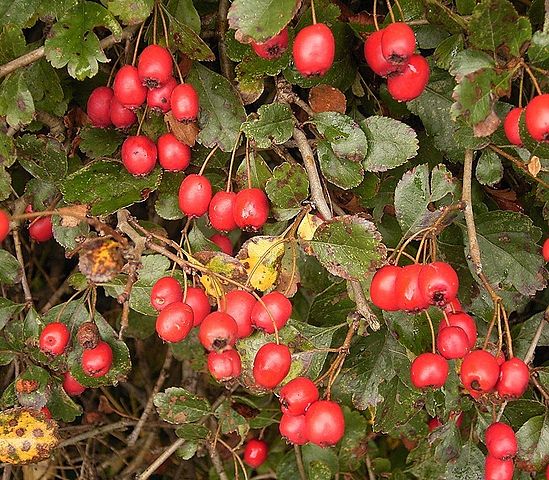 Zweigriffliger Weißdorn - Crataegus laevigata - Früchte und Blätter (Frank Vincentz, CC BY-SA 3.0, via Wikimedia Commons)