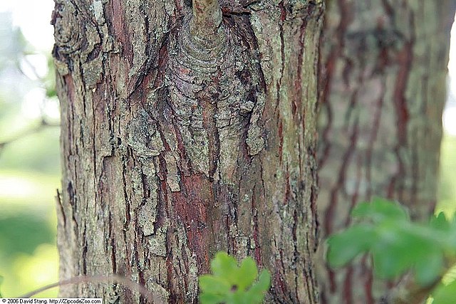 Zweigriffliger Weißdorn - Crataegus laevigata - Rinde (Photo by David J. Stang, CC BY-SA 4.0, via Wikimedia Commons)