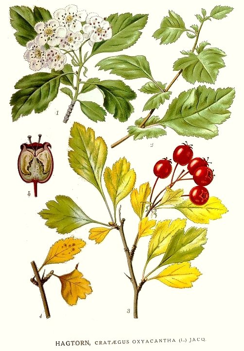 Zweigriffliger Weißdorn - Crataegus laevigata - Zeichnung (Carl Axel Magnus Lindman: Bilder ur Nordens Flora (1901-1905), Public domain, via Wikimedia Commons)