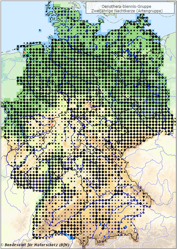 Zweijährige Nachtkerze - Oenothera-biennis-Gruppe - Verbreitungsgebiet in Deutschland (Karte vom Bundesamt für Naturschutz, BfN, FloraWeb, etablierte (neophytische) Vorkommen, abgerufen am 26.09.2022)