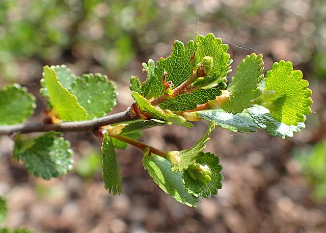 Zwergbirke - Betula nana - Ast mit Blättern (Krzysztof Ziarnek, Kenraiz, CC BY-SA 4.0, via Wikimedia Commons)