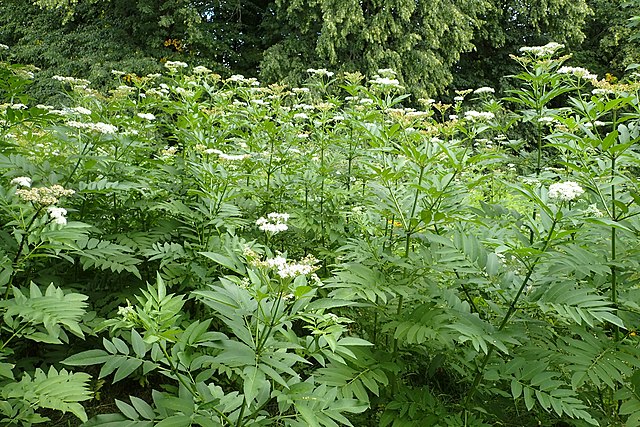 Zwergholunder - Sambucus ebulus - Blühende Pflanzen (Krzysztof Ziarnek, Kenraiz, CC BY-SA 4.0, via Wikimedia Commons)