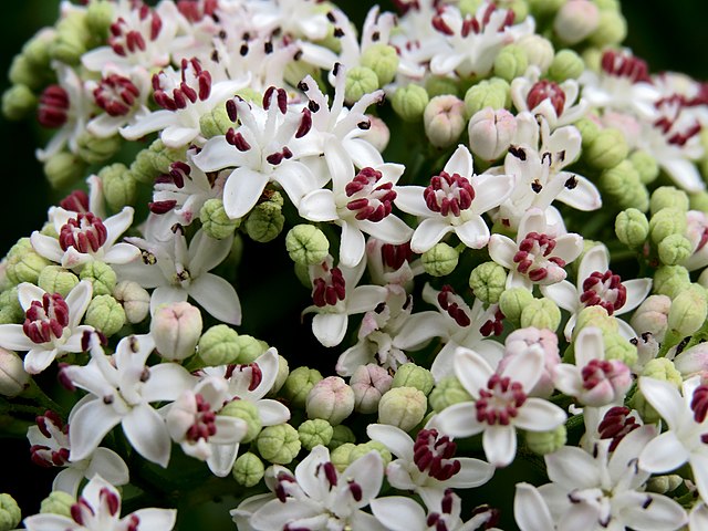 Zwergholunder - Sambucus ebulus - Blüten (Аимаина хикари, CC0, via Wikimedia Commons)