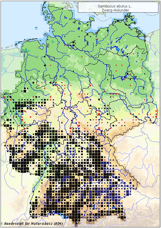 Zwergholunder - Sambucus ebulus - Verbreitungsgebiet in Deutschland (Karte vom Bundesamt für Naturschutz, BfN, FloraWeb)