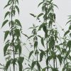 Große Brennessel - Urtica dioica - weibliche Pflanzen (Dr. Julia Naudszus)