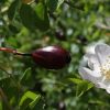 Heckenrose - Rosa corymbifera - Hagebutte und Blüte (Liliane ROUBAUDI, CC BY-SA 2.0 FR, via Wikimedia Commons)