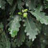 Traubeneiche - Quercus petraea - Eicheln und Blätter (Dr. Julia Naudszus)