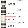 X Chromosom (Mysid, Public domain, via Wikimedia Commons)